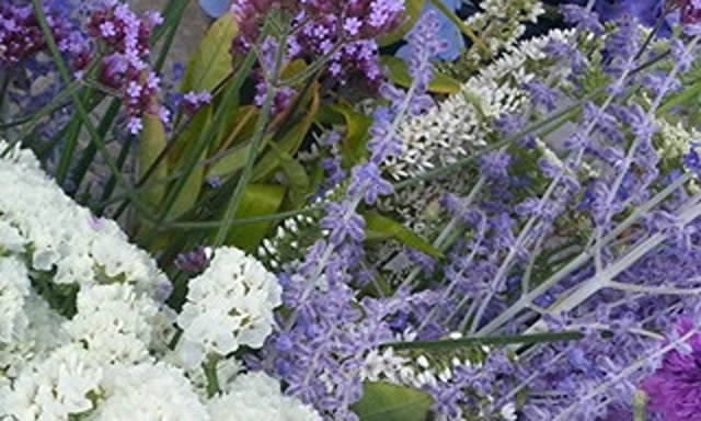 blue, purple and white flowers outside